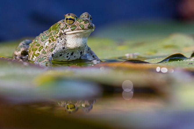 Die Wechselkröte gilt laut Roter Liste Thüringens als stark gefährdet. (Foto: Matthias Schäfer) Die Wechselkröte gilt laut Roter Liste Thüringens als stark gefährdet. (Foto: Matthias Schäfer)