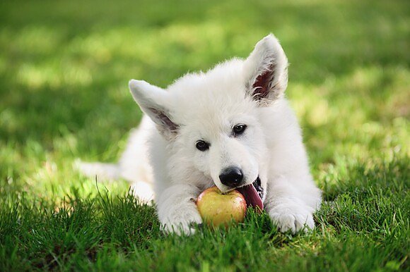 &Auml;pfel sind f&uuml;r Hunde unbedenklich.  (Foto: Agila)