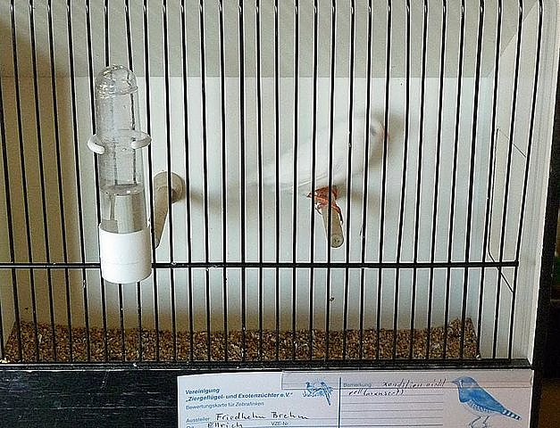 Vogelausstellung in Sondershausen (Foto: Karl-Heinz Herrmann) Vogelausstellung in Sondershausen (Foto: Karl-Heinz Herrmann)