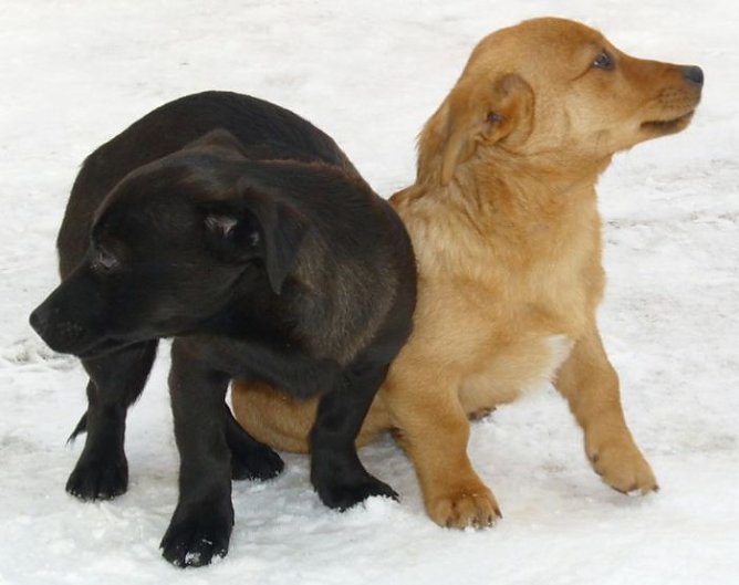 Zwei Notf&auml;lle (Foto: C. Knust)