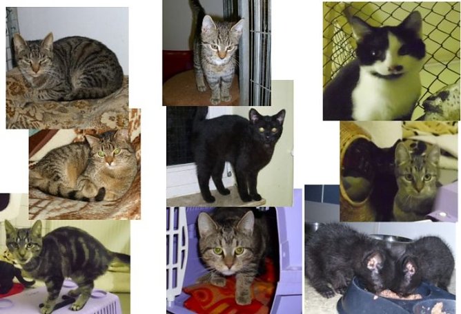 Viele Miezen (Foto: C. Knust)