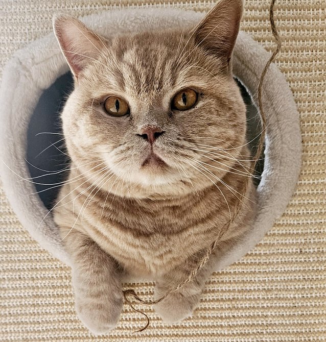 Bild: Kater - Blick aus dem Fenster