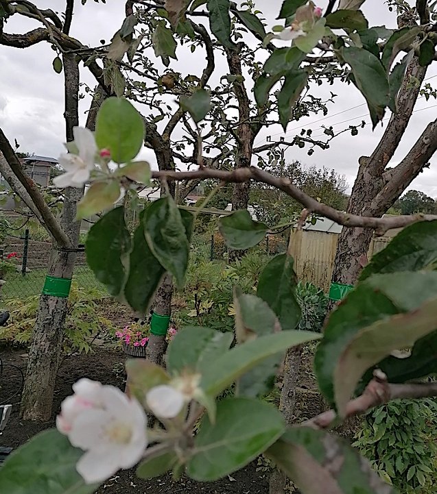 Bild: Apfelbl&uuml;te im Herbst in Bad Langensalza 