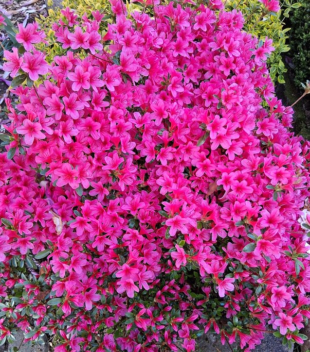 Bild: Momentaufnahme Blumenzauber vor dem Haus