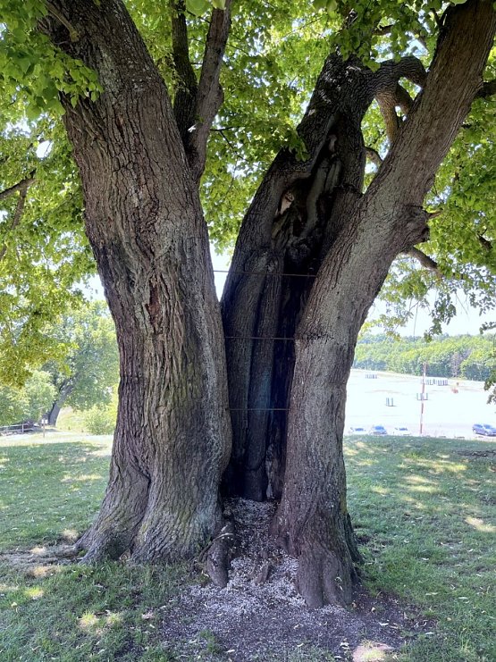 Bild: Am Baum, der direkt am Spielplatz unterhalb der Burg steht, kann man die Sch&auml;den besonders gut erkennen. Ohne die bereits eingezogenen Stahlverstrebungen w&auml;re die Linde l&auml;ngst auseinandergebrochen. Auch am Gew&auml;chs ein paar Meter weiter sind schon massive Hohlr&auml;ume zu sehen.