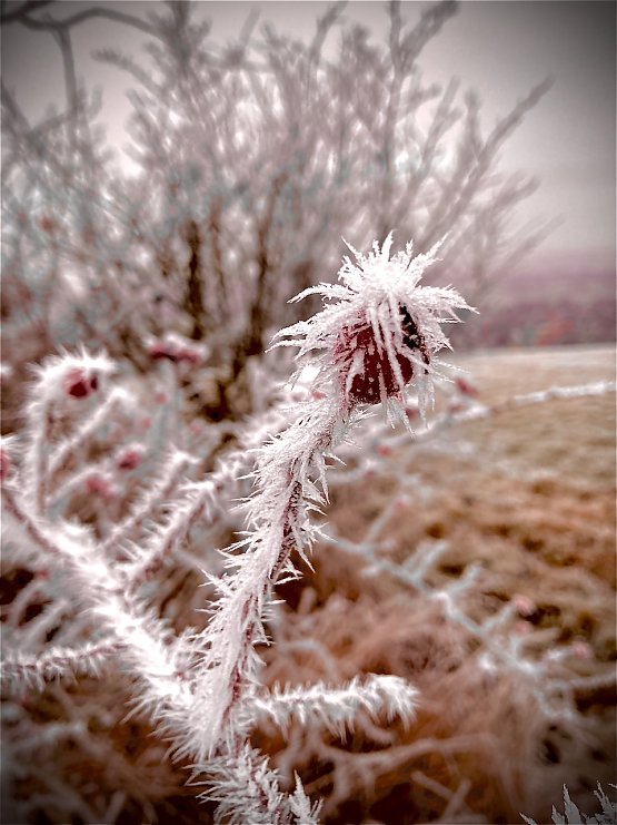 Bild: Gefrohrene Hagebutte im Stachelkleid