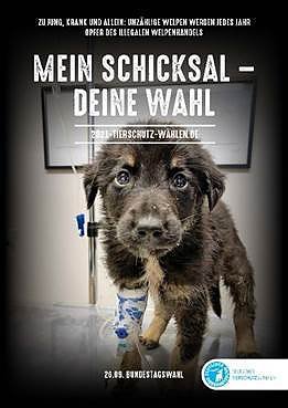 Bild: Wieviel Tierschutz steckt in den Wahlprogrammen der Parteien?