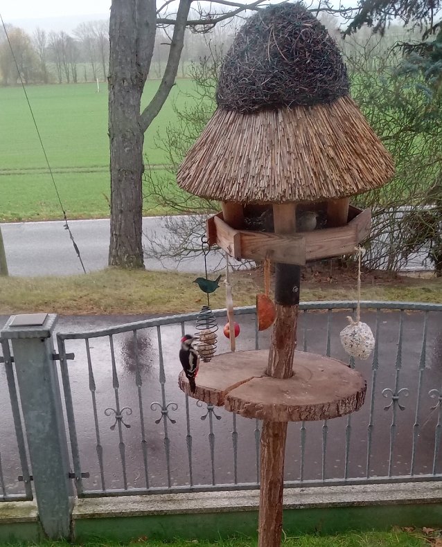 Bild: Momentaufnahme: Buntspecht in Nordhausen OT Leimbach. 
