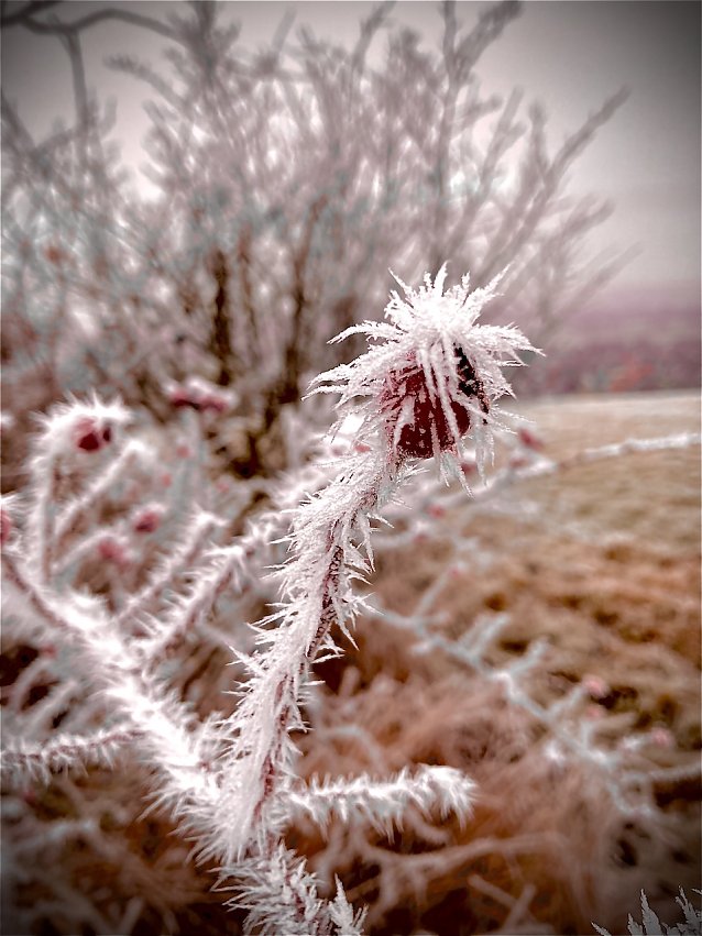 Bild: Gefrohrene Hagebutte im Stachelkleid