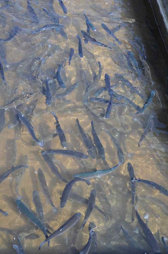 Fischfest in Auleben