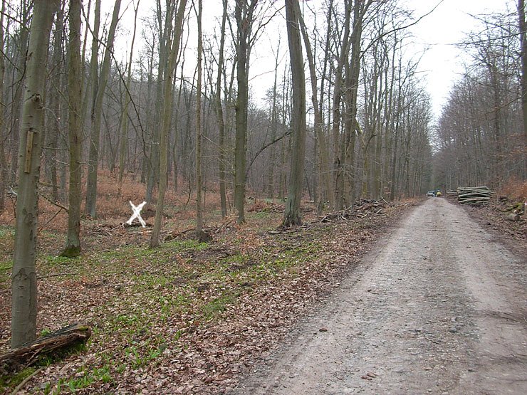 Fundort dicht am Wege