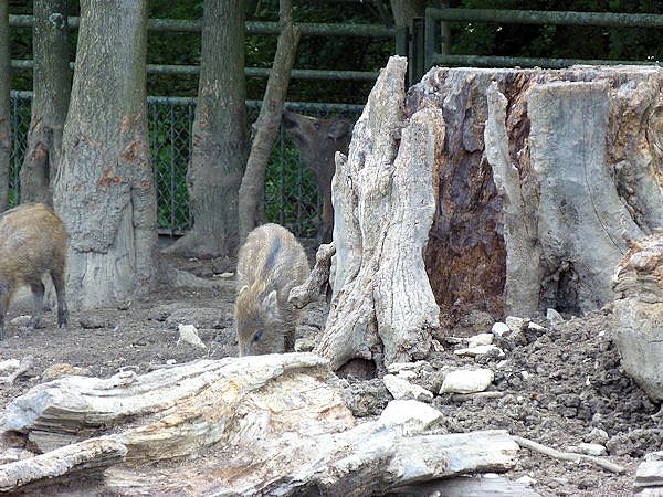 Auf dem Possen bei Sondershausen