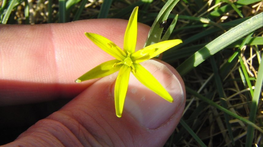 Heimische Pflanzen: Wiesen-Goldstern