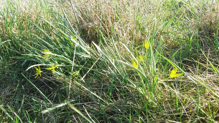 Heimische Pflanzen: Wiesen-Goldstern