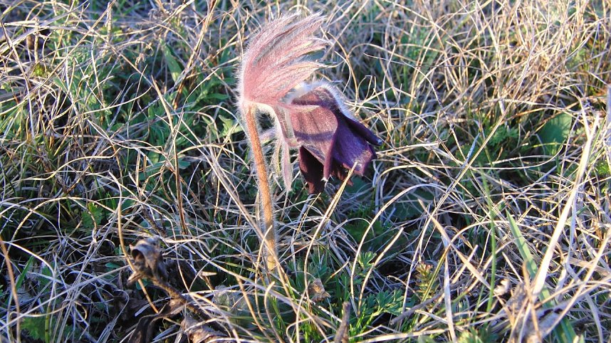 Die Aufnahmen entstanden gestern auf Fl&auml;chen s&uuml;dlich des Kyffh&auml;users