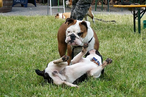 5. Nordth&uuml;ringer Bulldoggentreffen