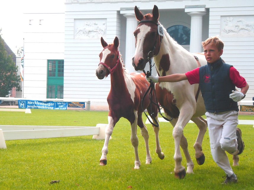 Toller Pferdesport auf der Forstfarm