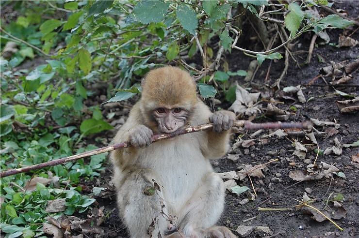 Affenwald Erlebnispark Strau&szlig;berg