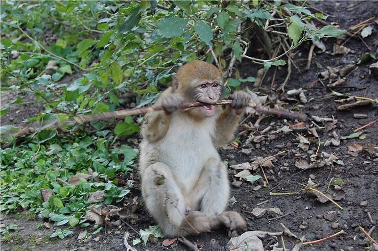 Affenwald Erlebnispark Strau&szlig;berg