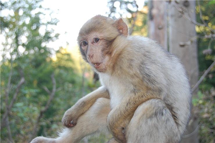 Affenwald Erlebnispark Strau&szlig;berg