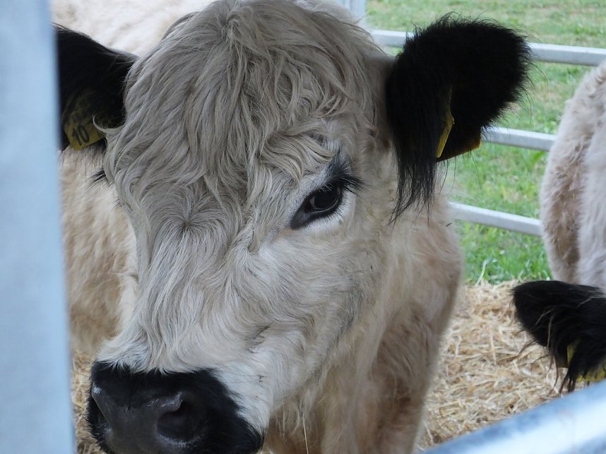 Bauernmarkt in Mackenrode