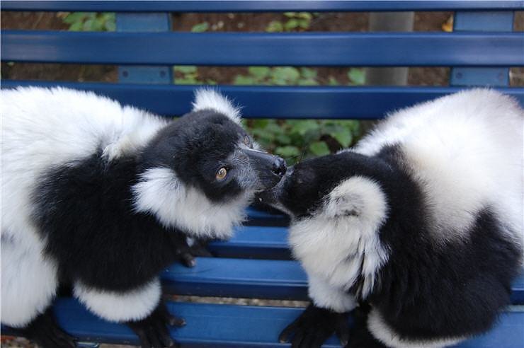 Affenwald Erlebnispark Strau&szlig;berg