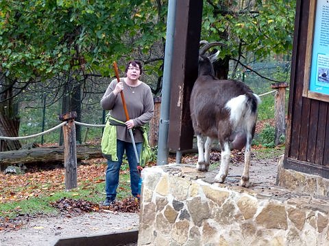 Saubermachen im B&auml;renpark