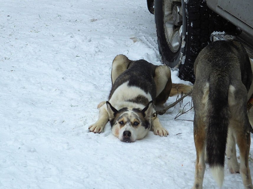 Schlittenhunderennen in Benneckenstein