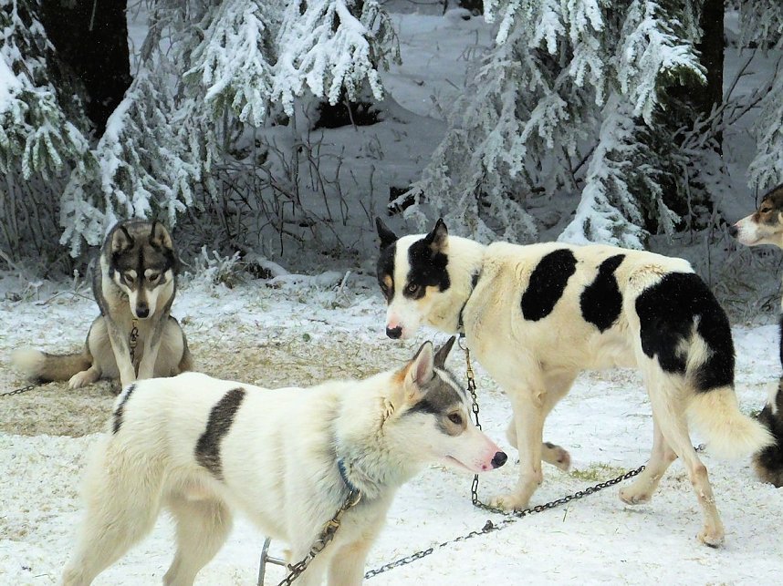 Schlittenhunderennen in Benneckenstein