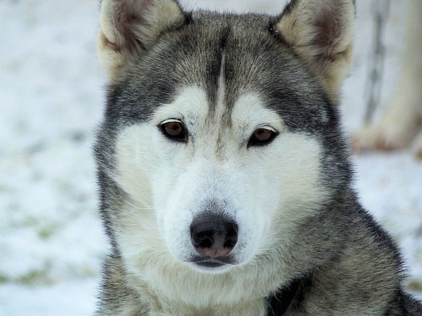 Schlittenhunderennen in Benneckenstein