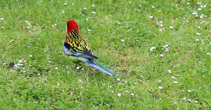 Papageien in Bad Frankenhausen