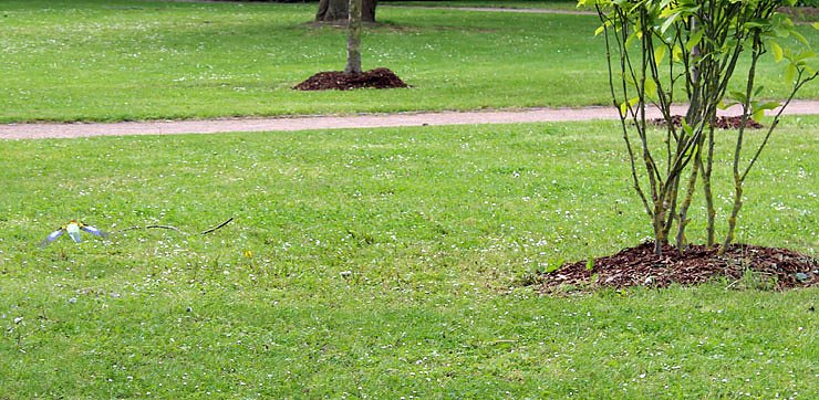 Papageien in Bad Frankenhausen