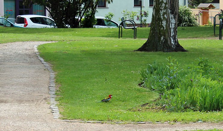 Papageien in Bad Frankenhausen