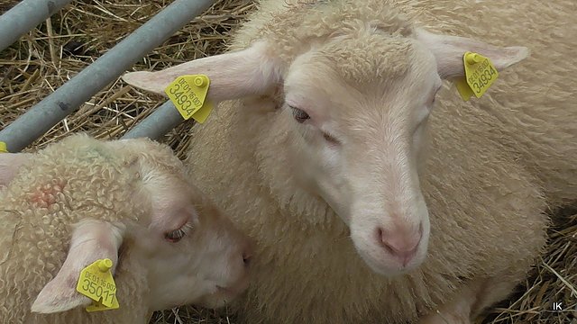 Erster Tag Bauernmarkt in Kallmerode