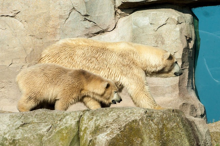 Besuch im Zoo am Meer