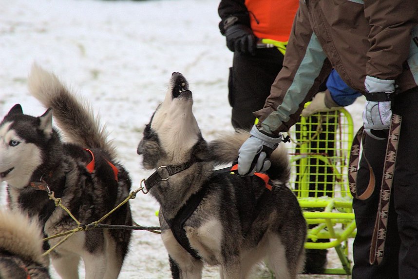 Schlittenhunderennen in Benneckenstein
