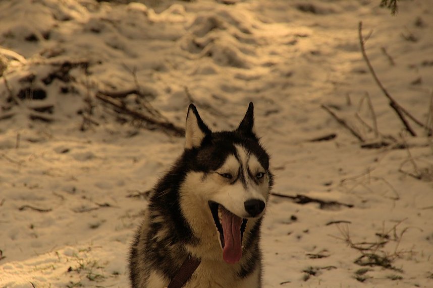 Schlittenhunderennen in Benneckenstein