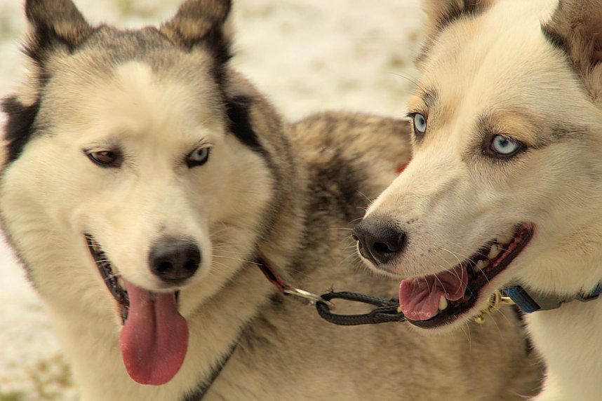 Schlittenhunderennen in Benneckenstein