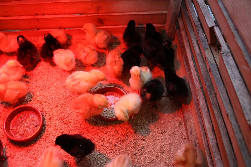 Historie der Fr&uuml;hlingsb&auml;lle