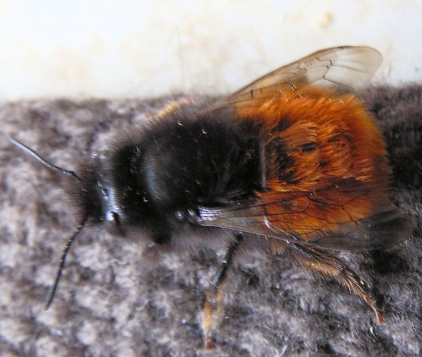 Besuch eines Fr&uuml;hlingsboten: Steinhummel