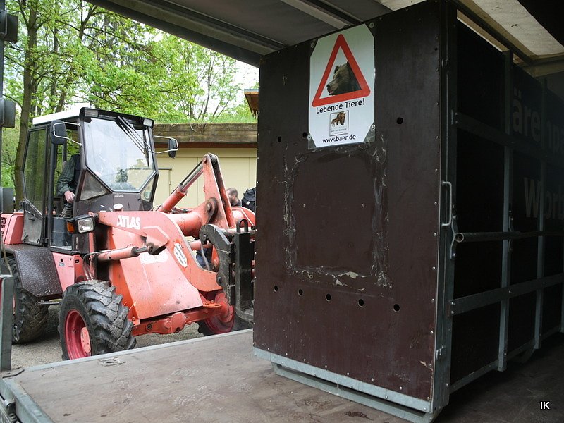 B&auml;rin Conny zieht nach Worbis