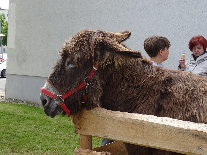 Stadtfest in Leinefelde