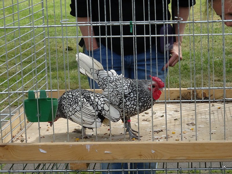 Stadtfest in Leinefelde
