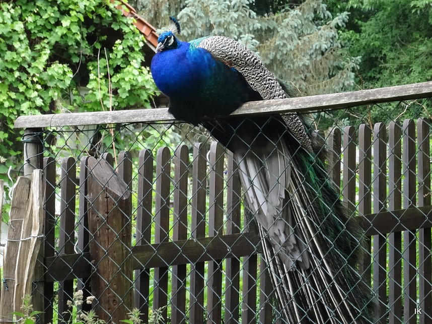 B&auml;renfest im B&auml;renpark