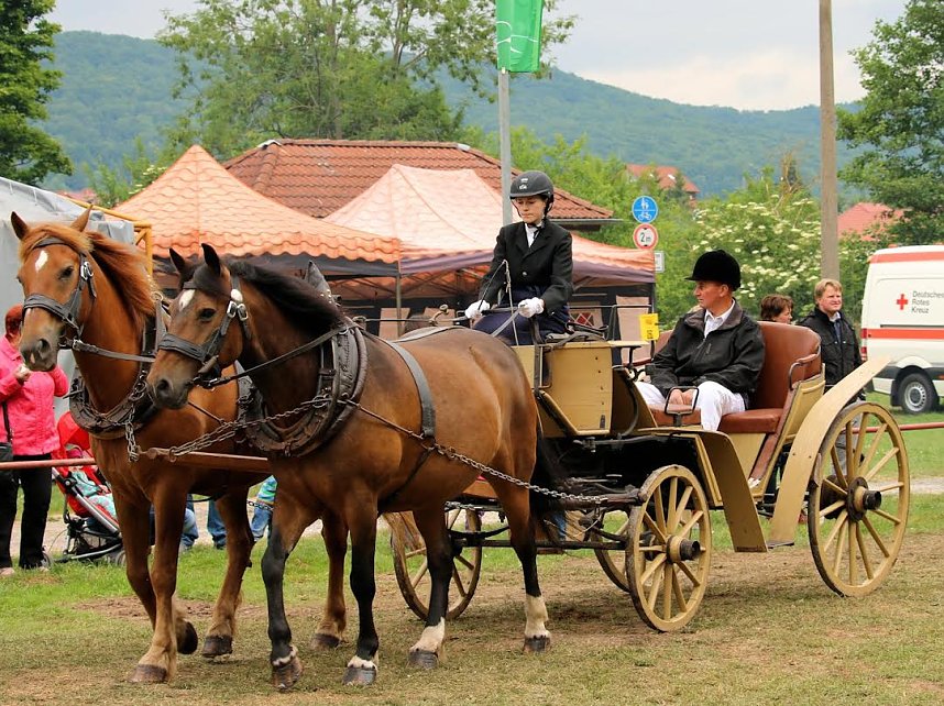 Pferde, Pferde und nochmals Pferde