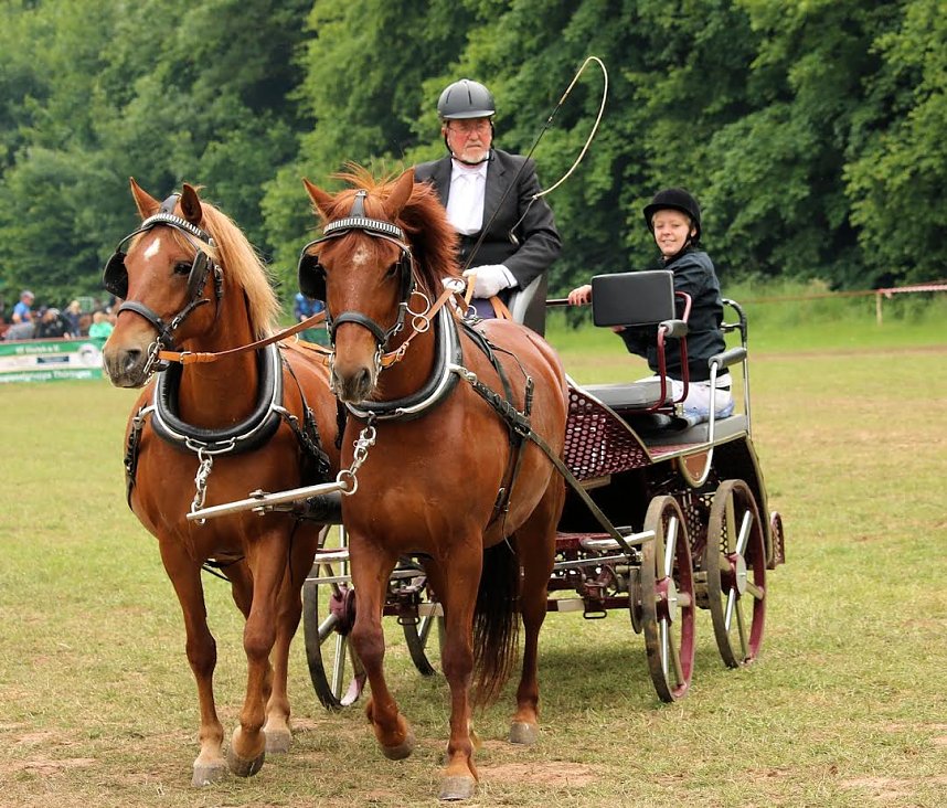 Pferde, Pferde und nochmals Pferde