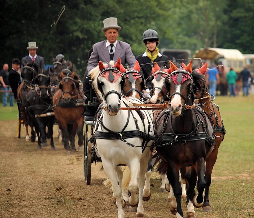 Pferde, Pferde und nochmals Pferde