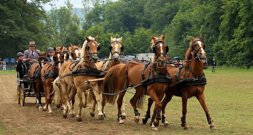 Pferde, Pferde und nochmals Pferde