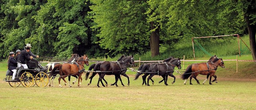 Pferde, Pferde und nochmals Pferde