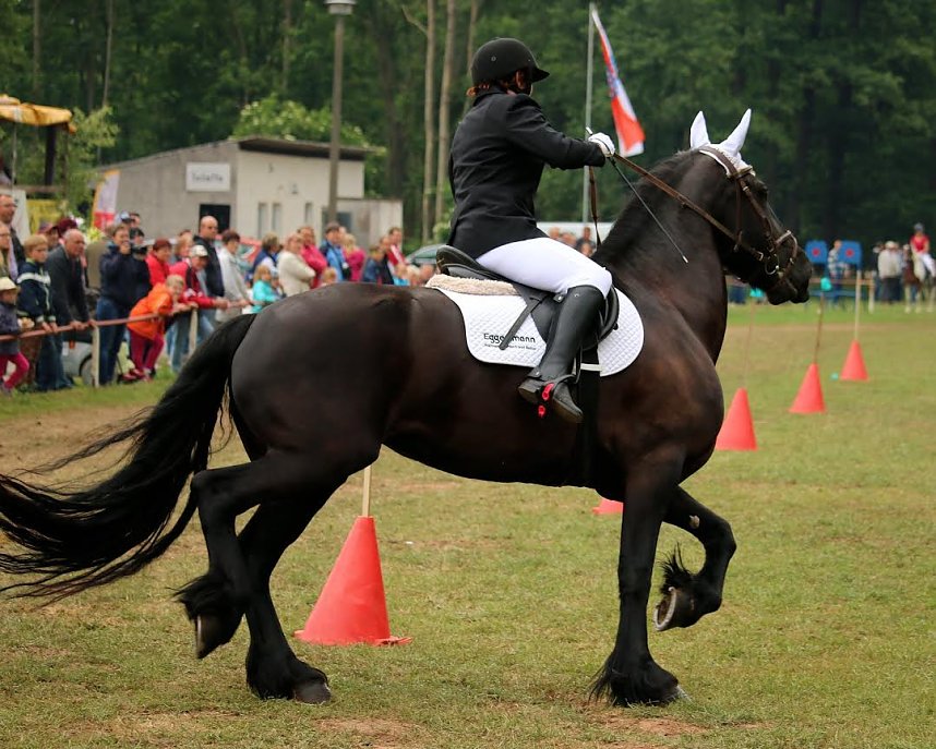 Pferde, Pferde und nochmals Pferde